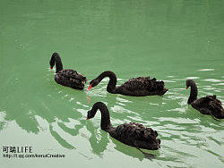 动物们的内心世界【二】