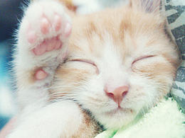 上學(xué)時(shí)候養(yǎng)過的一只喵~