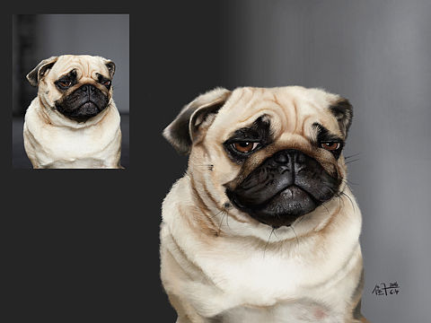 关于画狗毛的泪奔故事