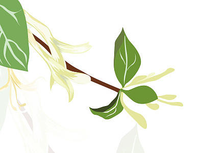 甘草、胎菊、金银花