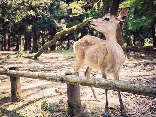 日本-奈良行