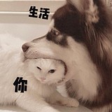 小河猫的头像