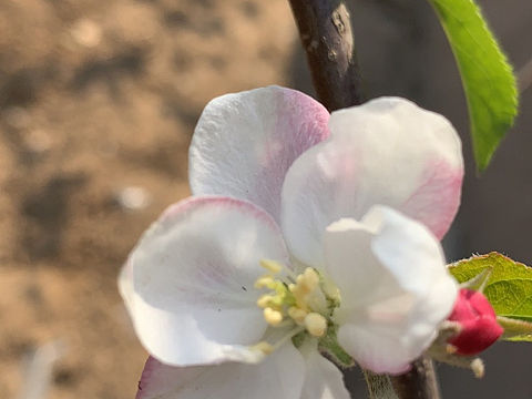 继桃花之后苹果花也开了