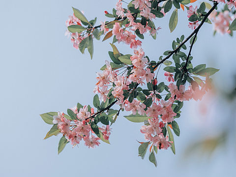 樱花