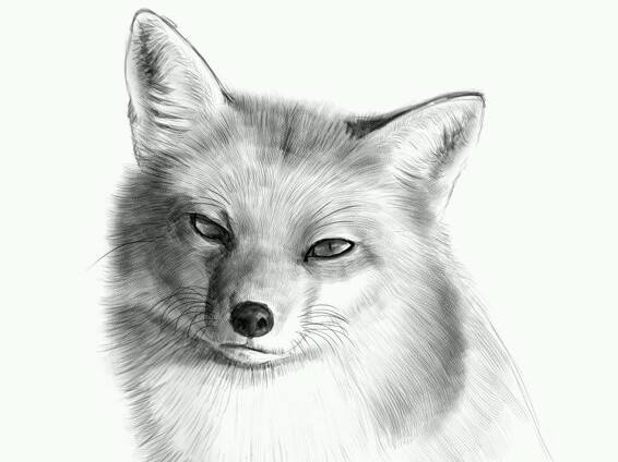 素描白狐图片