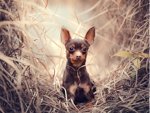 拍了一组狗(小鹿犬)