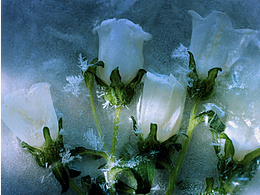 冰冻在时光里的印记