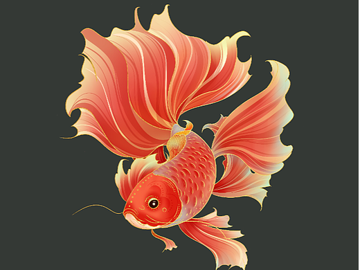 国风插画-锦鲤
