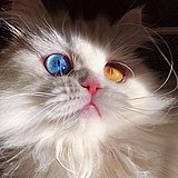 RRICO的头像