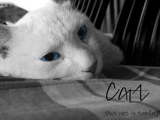 一直特立独行的猫