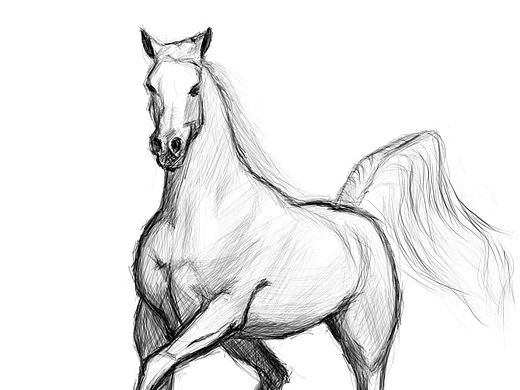 手绘习作(马)