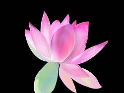 【“小小莲花”一枚】 =。=新人 ， 第一次鼠绘作品，求指教(⊙o⊙)…