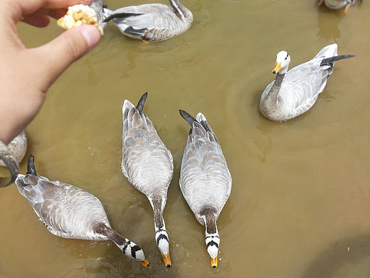 青海湖游记-摄影作品
