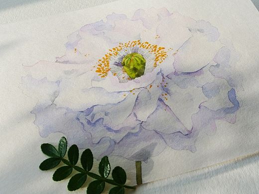 一日一花