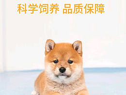 宠物详情页制作