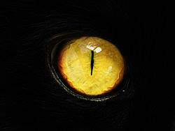 eye