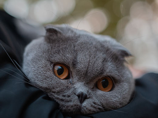 折耳猫的户外探险