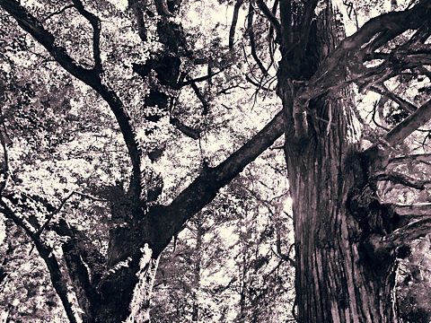 庐山2（个人主页-ZMjk3NTU2ODg=） - 人文/纪实摄影 - 站酷设计师帅逼正是朕原创素材 - 站酷ZCOOL