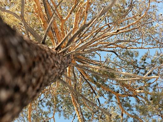 挺拔的松树,树枝向外扩散