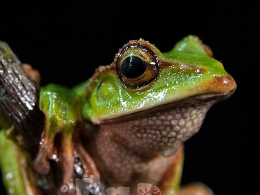 翡翠树蛙 涂装完成