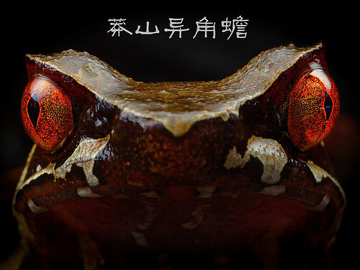 生态摄影片【各种毒物】带你近距离欣赏