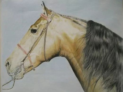 彩鉛馬和鳥（個(gè)人主頁-ZMTczOTAzNjQ=） - 創(chuàng)作習(xí)作 - 站酷設(shè)計(jì)師做設(shè)計(jì)好南原創(chuàng)素材 - 站酷ZCOOL