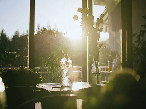 【摄影】山茶花