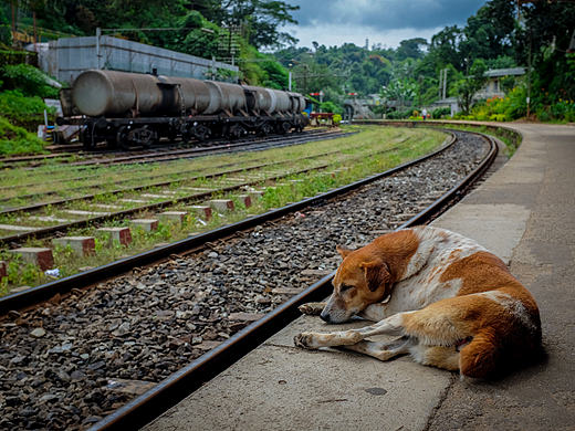 斯里兰卡的随拍