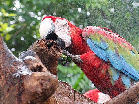 鸚鵡??（個人主頁-ZNDEyOTI1MjA=） - 風(fēng)光攝影 - 站酷設(shè)計師搖鈴是PS的搬運工原創(chuàng)素材 - 站酷ZCOOL