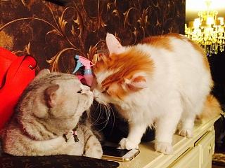 當(dāng)小唧遇上勺子（個(gè)人主頁-ZNzM3OTgyNA==） - 寵物攝影 - 站酷設(shè)計(jì)師阿yuan原創(chuàng)素材 - 站酷ZCOOL