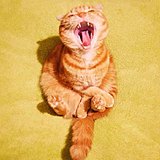 Joey_Goldsmiths的头像