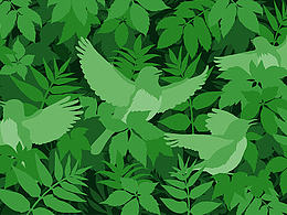 自然之声，纯美之音