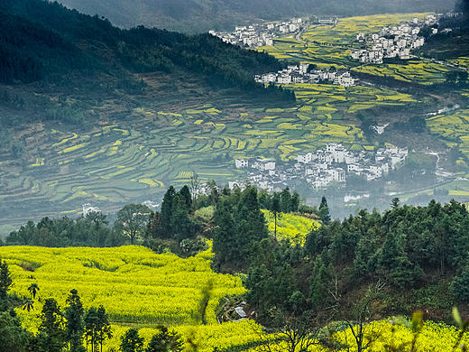 江西婺源-油菜花-2017-03-18