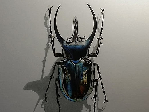 彩铅插画—甲壳虫
