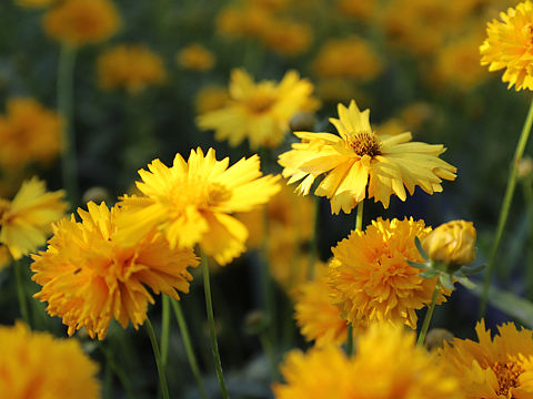 无人问津的巷口总是开满鲜花