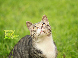 俩嘛&nbsp;拍小区流浪猫