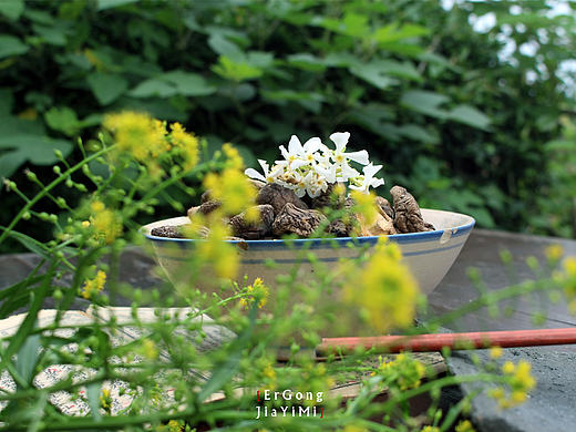 贰弓夹壹米|立夏