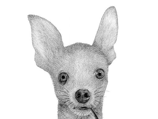 动物插画-毕业设计作品