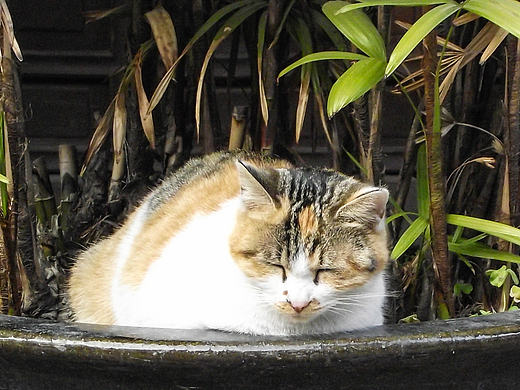 流浪的猫儿们