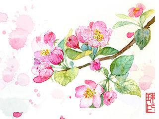 手绘花卉系列——《花草志Ⅱ》