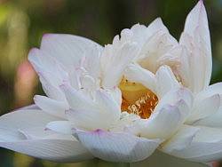 2013-立秋后的-荷