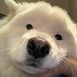 鲍比希的头像