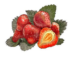 锡兰红茶包装插画
