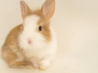 宠兔（个人主页-ZNTA2Mzk0OA==） - 宠物摄影 - 站酷设计师二七水原创素材 - 站酷ZCOOL