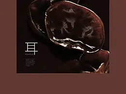 摄影
