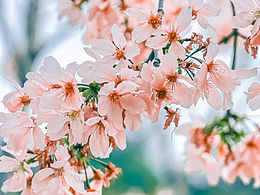 厦门扫街 | 纪实风景|春景