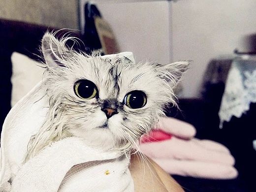 沒有胡子的貓（個人主頁-ZMTIyNjc2MDQ=） - 寵物攝影 - 站酷設(shè)計師禎小禎原創(chuàng)素材 - 站酷ZCOOL