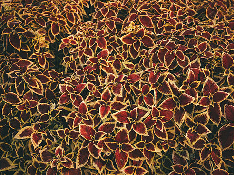 疫情过后（个人主页-ZNDUwMjUyNjA=） - 人文/纪实摄影 - 站酷设计师气得吃了五个馒头原创素材 - 站酷ZCOOL