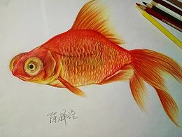 彩鉛金魚自學(xué)