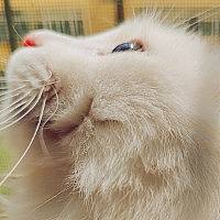 忧郁猫